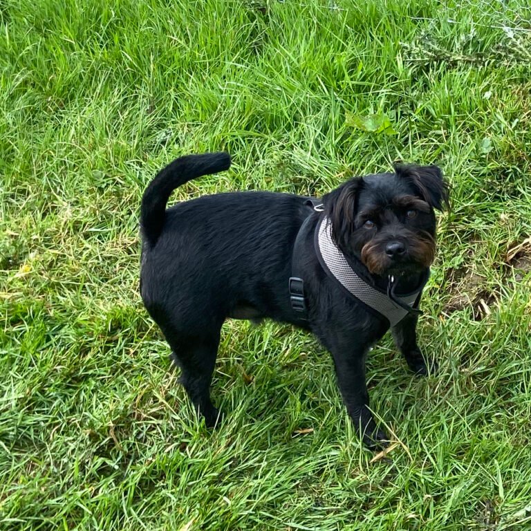 The Wagon House dog park